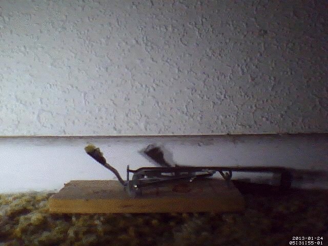 Mus musculus (House Mouse), California species