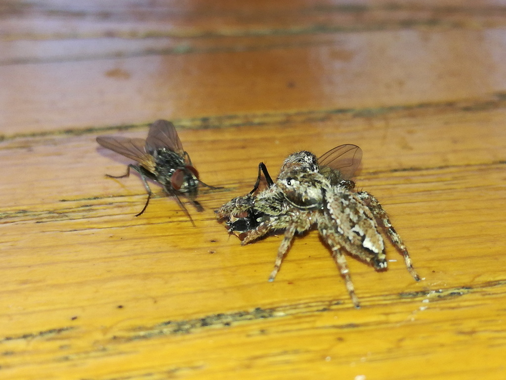 Musca domestica (Common House Fly), California species