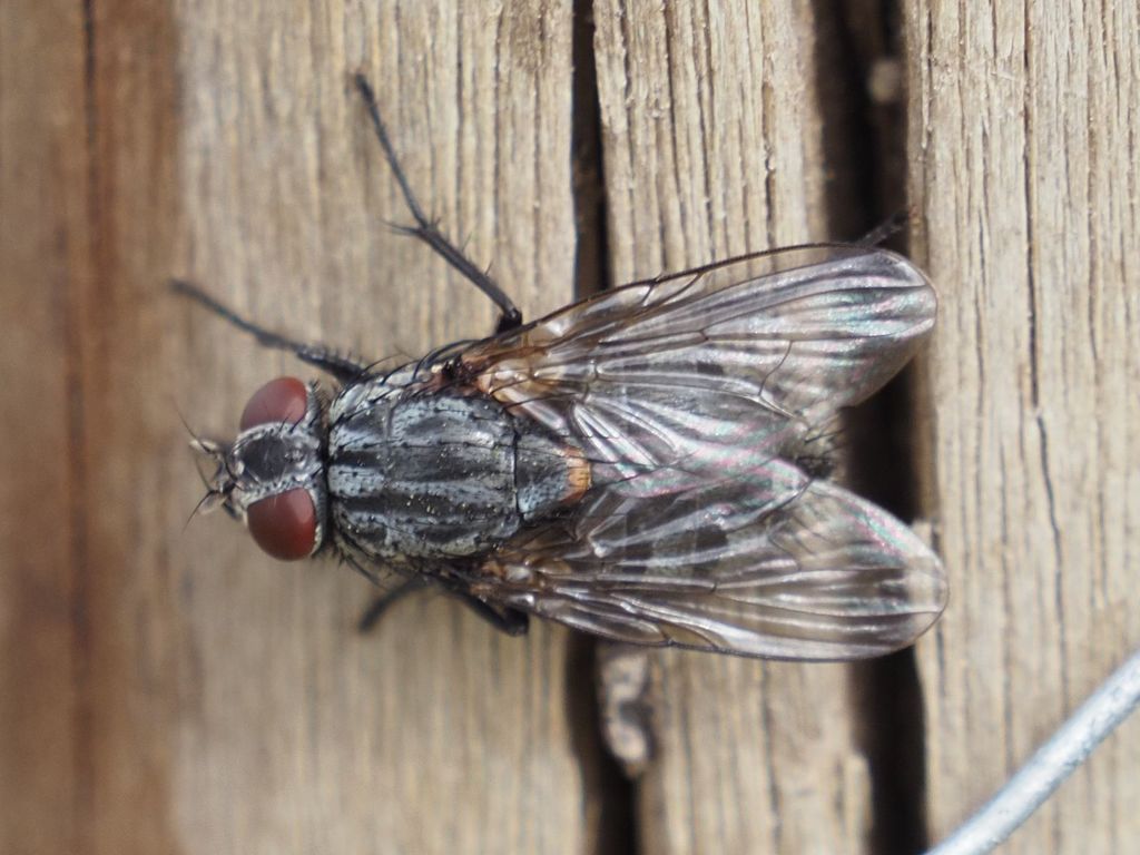Muscina levida (Dark-horned Muscina), California species