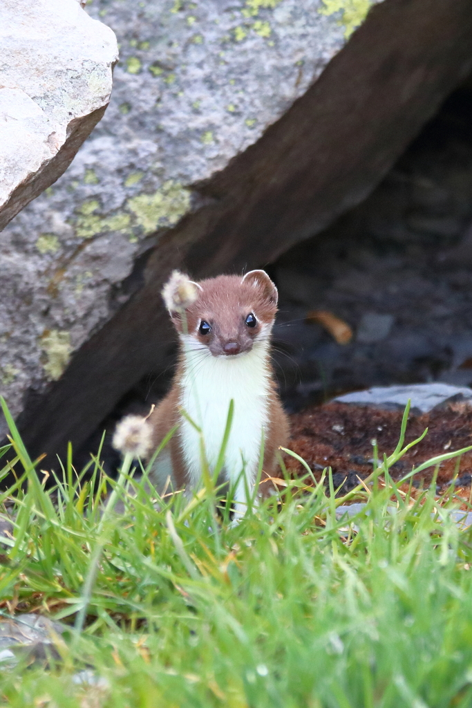 Mustela erminea (Ermine), California species