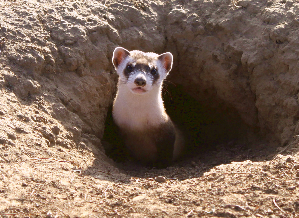 Mustela nigripes (Black-footed ferret), California species