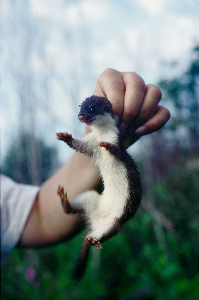Mustela richardsonii (American Ermine), California species