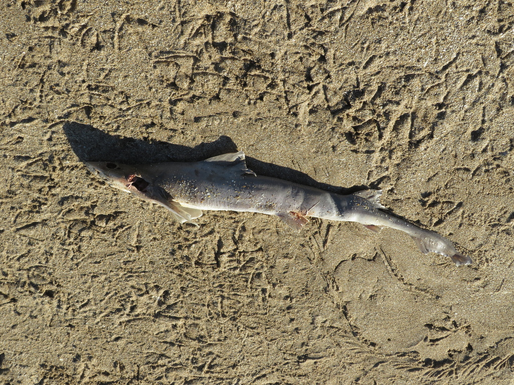 Mustelus schmitti (Narrownose smoothhound shark), California species