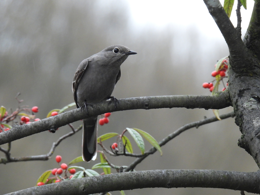 Myadestes townsendi (Townsend's Solitaire), California species