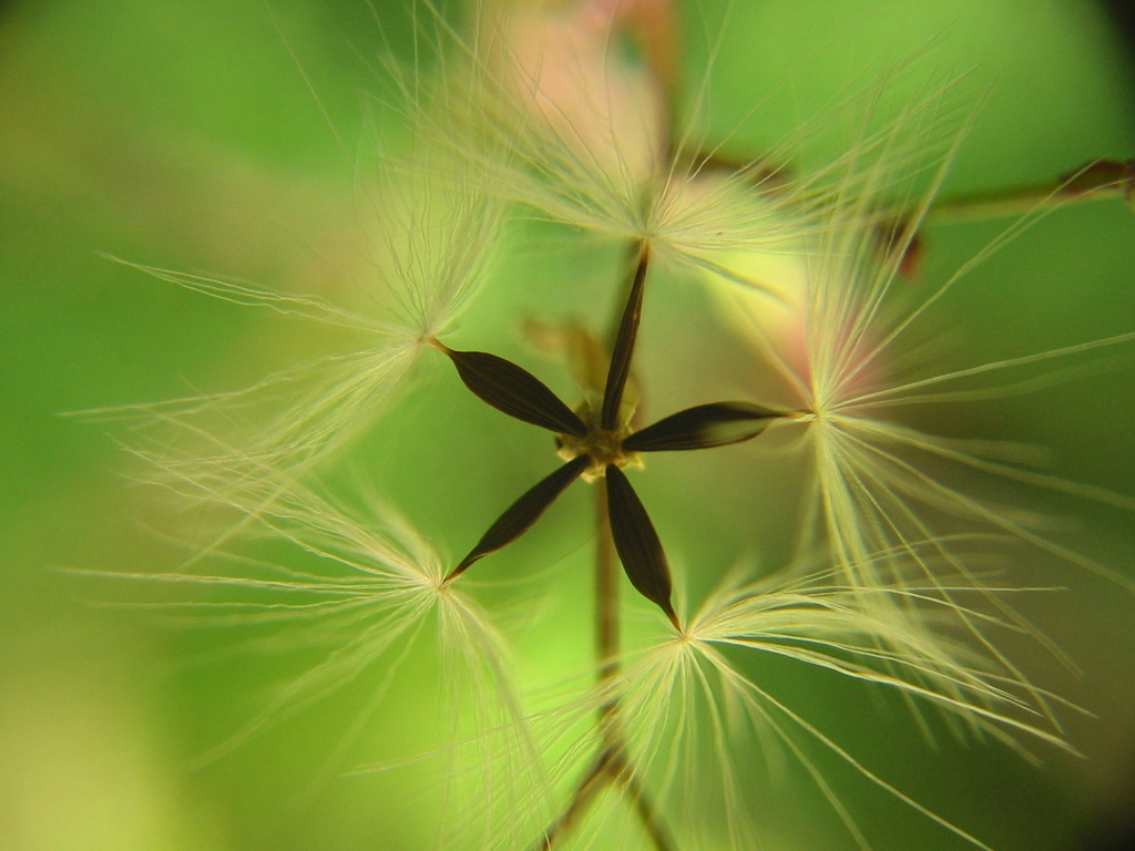 Mycelis muralis (Wall-lettuce), California herb