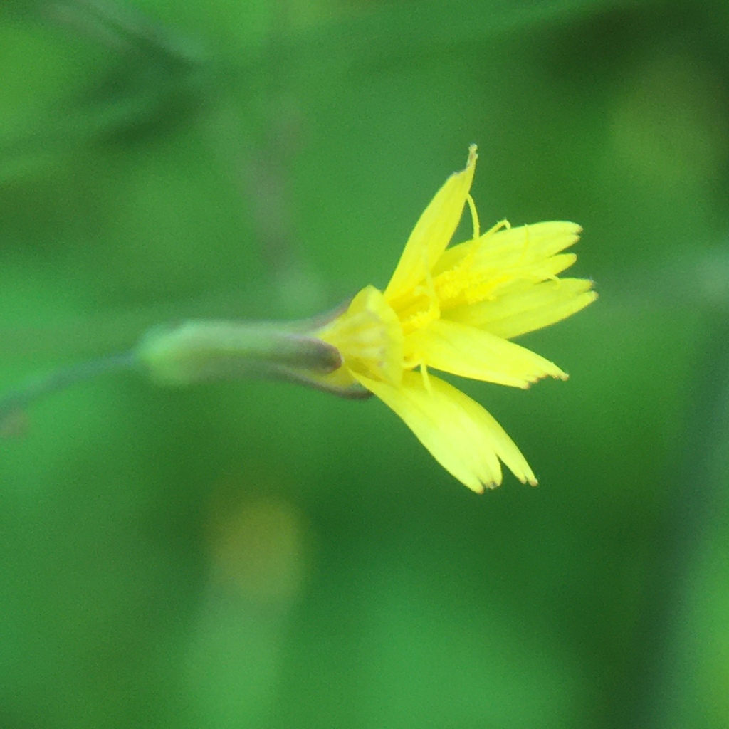 Mycelis sp., California annual
