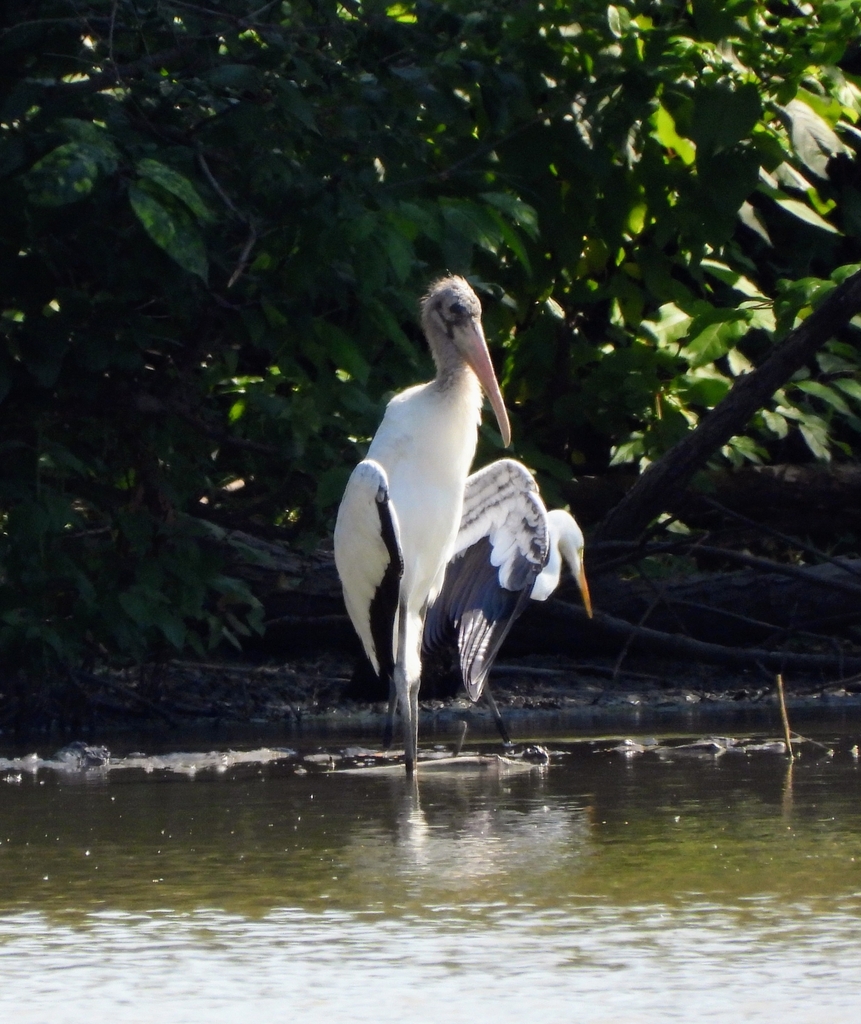Mycteria americana (Wood Stork), California species