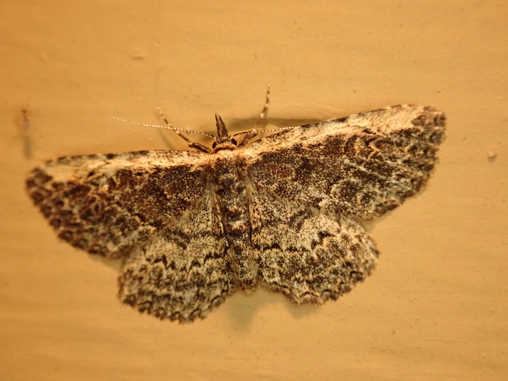 Mycterophora geometriformis, California species
