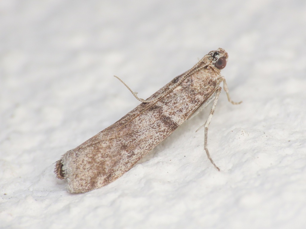 Myelopsis minutularia, California species