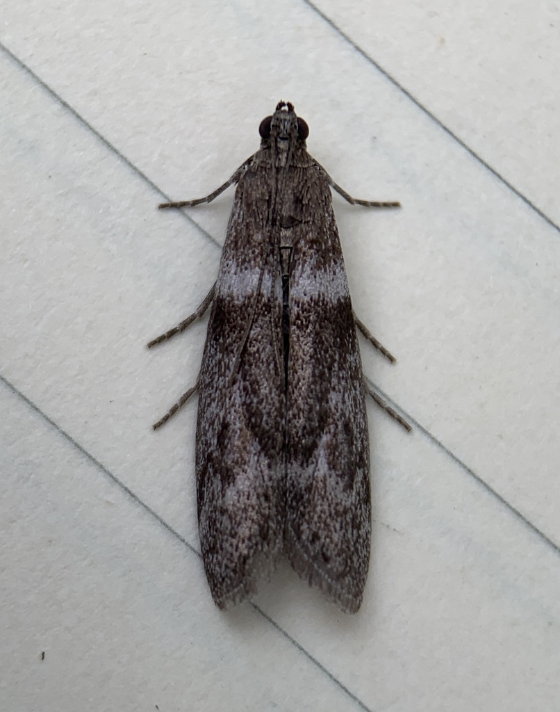 Myelopsis subtetricella, California species