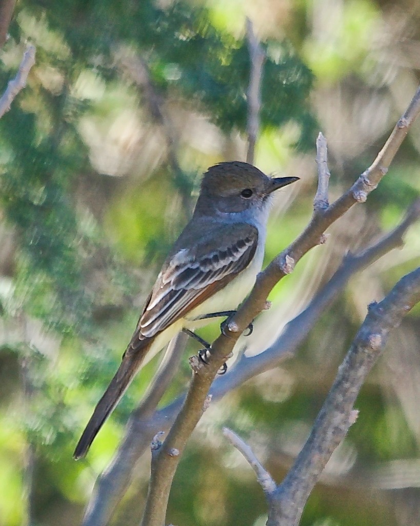 Myiarchus cinerascens (Ash-throated Flycatcher), California species