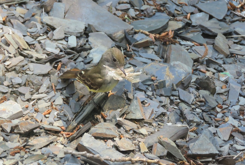 Myiarchus crinitus (Great Crested Flycatcher), California species