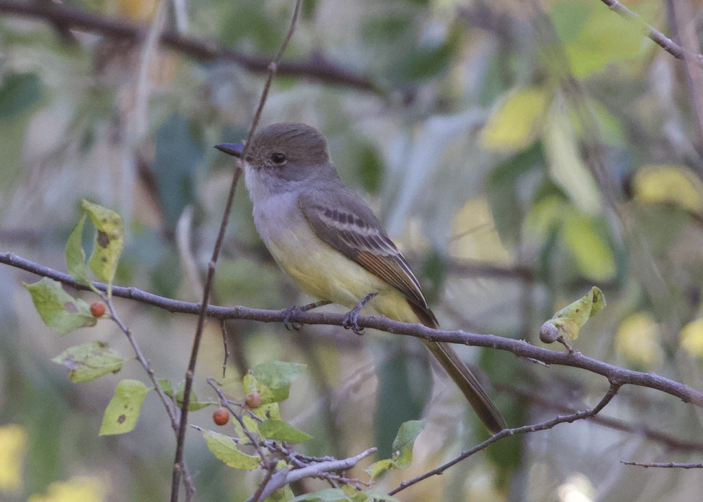 Myiarchus nuttingi (Nutting's Flycatcher), California species