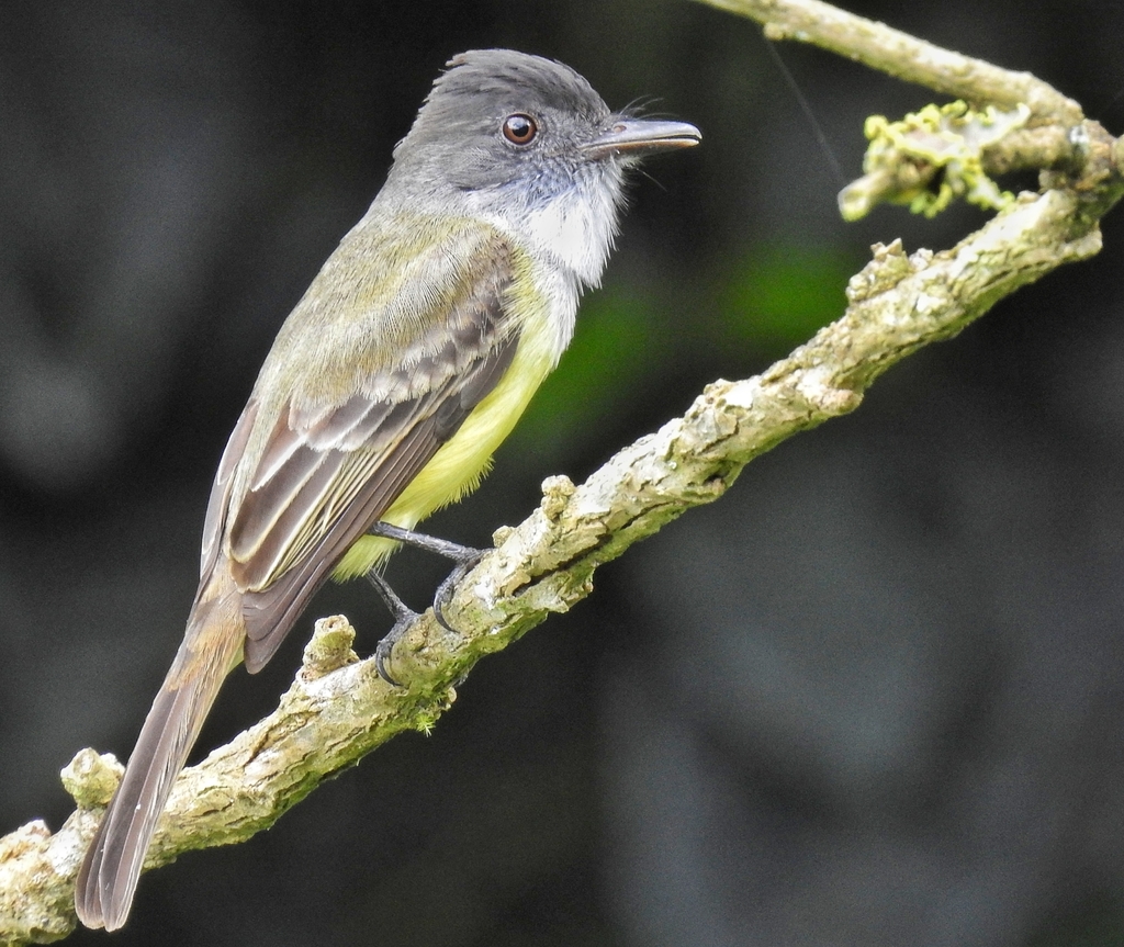 Myiarchus tuberculifer (Dusky-capped Flycatcher), California species