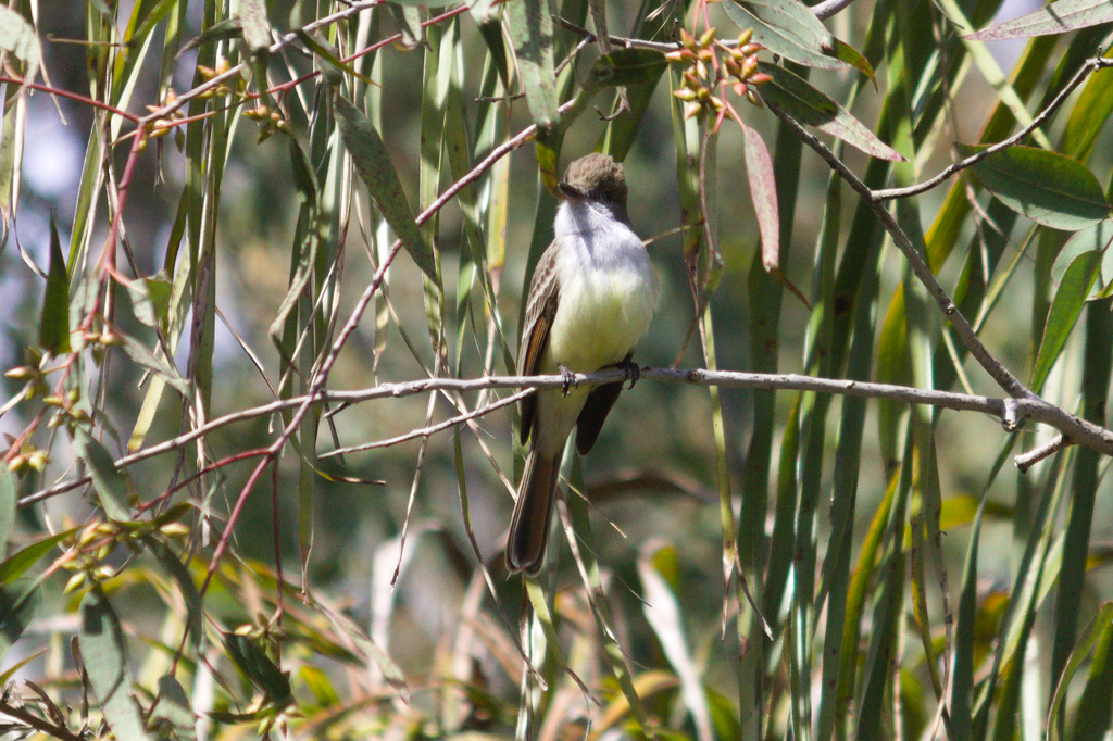 Myiarchus tyrannulus (Brown-crested Flycatcher), California species