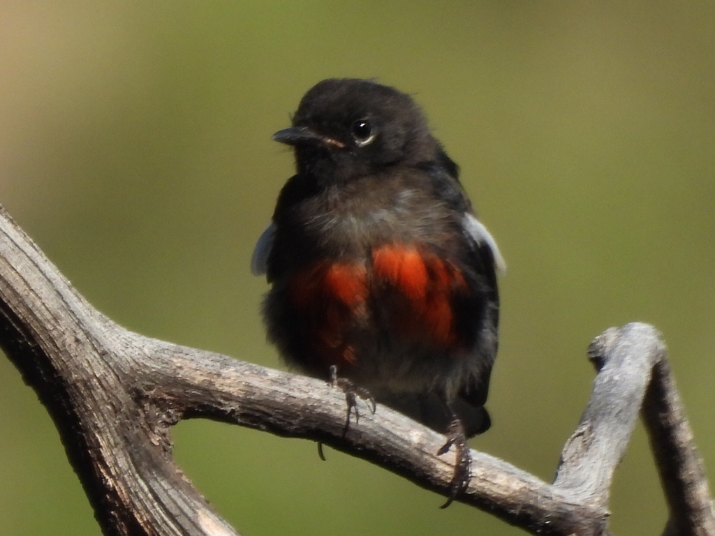 Myioborus pictus (Painted Redstart), California species