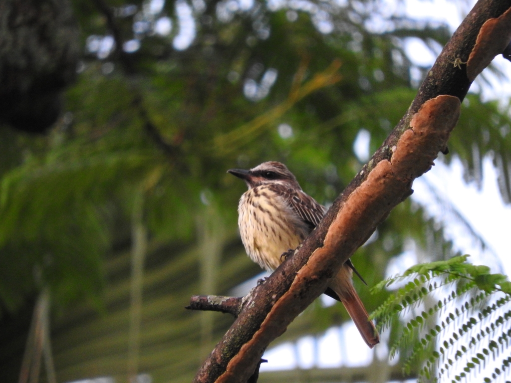Myiodynastes luteiventris (Sulphur-bellied Flycatcher), California species