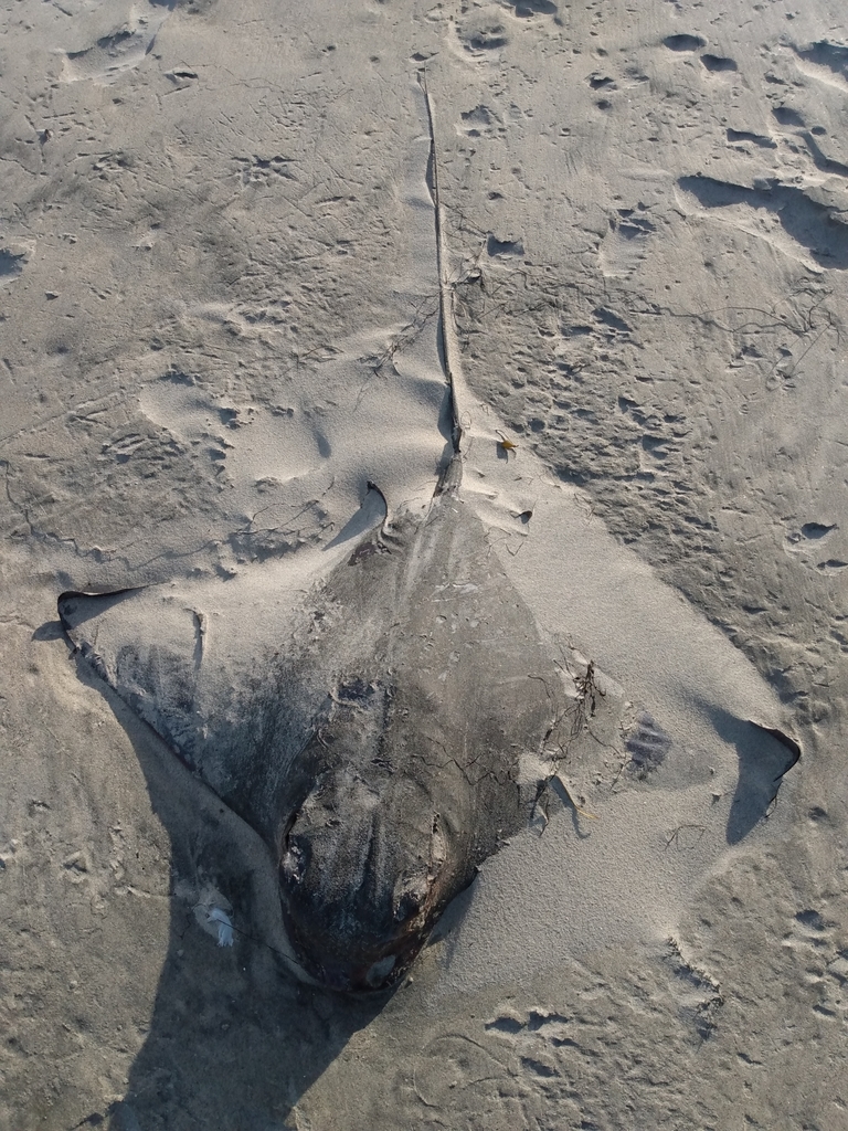 Myliobatis californica (Bat Ray), California species