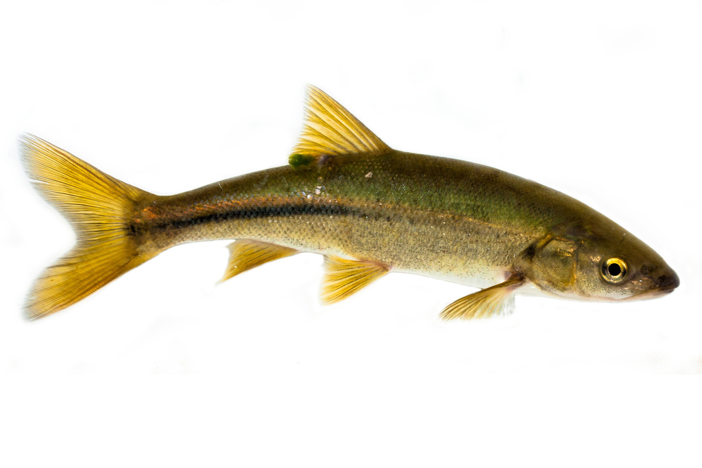 Mylopharodon conocephalus (Hardhead), California species