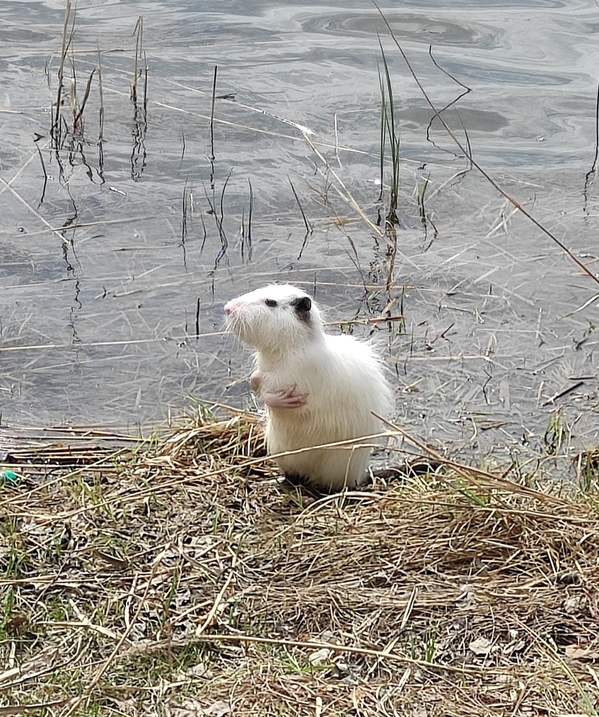 Myocastor coypus (Nutria), California species