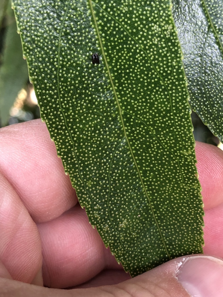Myoporum laetum (Myoporum), non-native California shrub / tree