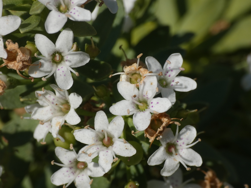 Myoporum sp., non-native California shrub