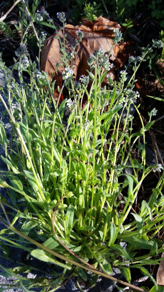 Myosotis discolor (Changing forget-me-not), non-native California herb