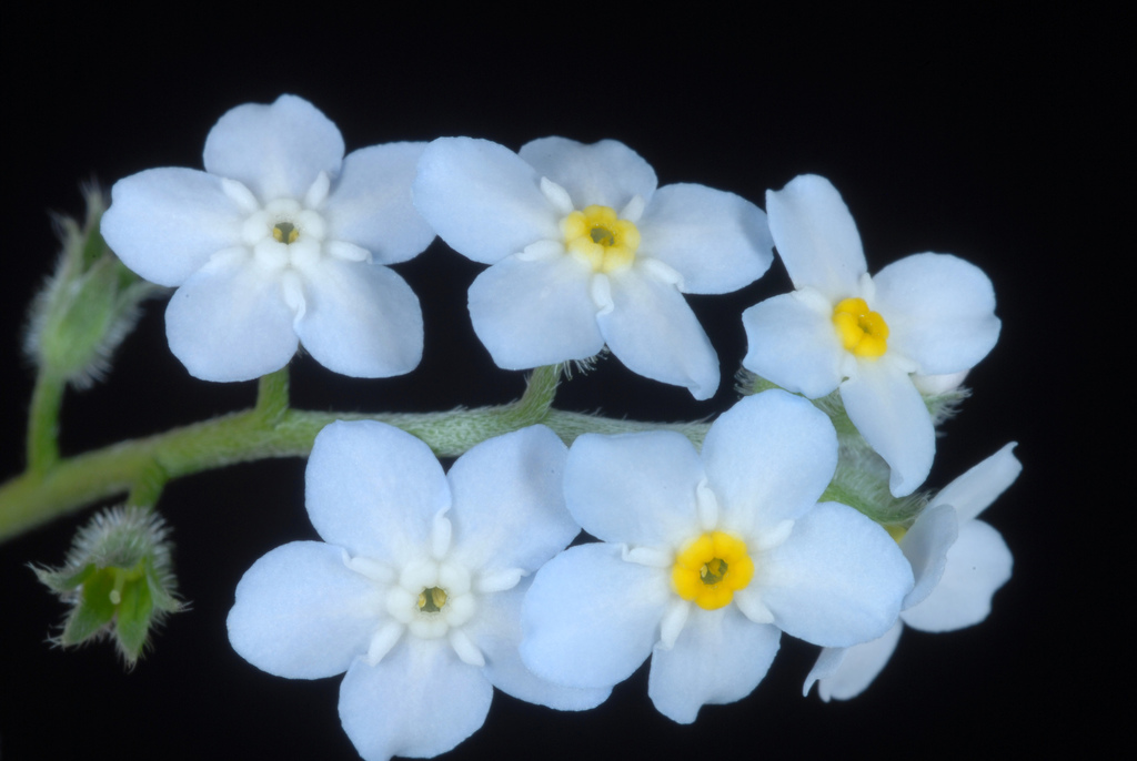 Myosotis latifolia (Broadleaved forget-me-not), non-native California herb