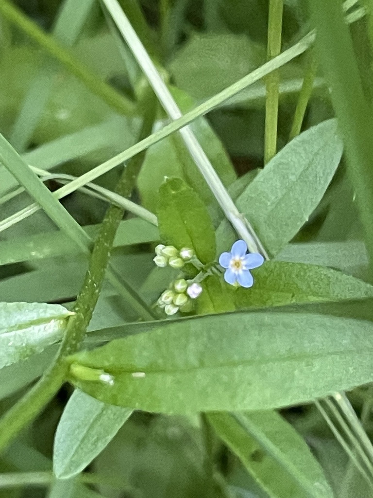 Myosotis laxa (Bay forget-me-not), native California herb