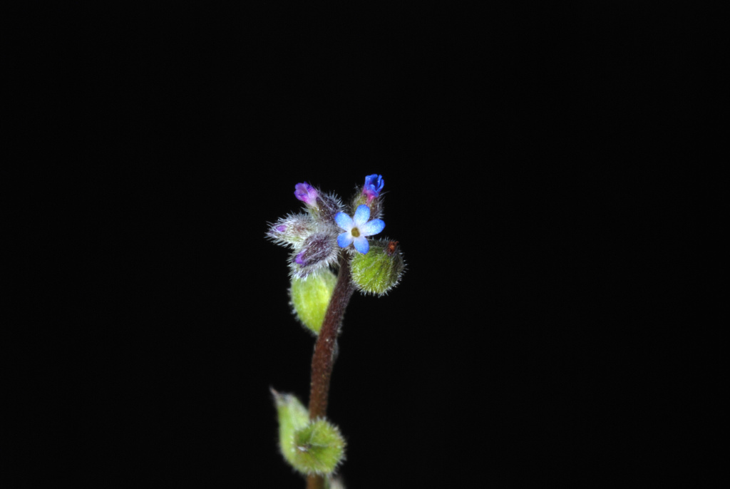 Myosotis micrantha (Small-flowered forget-me-not), non-native California herb