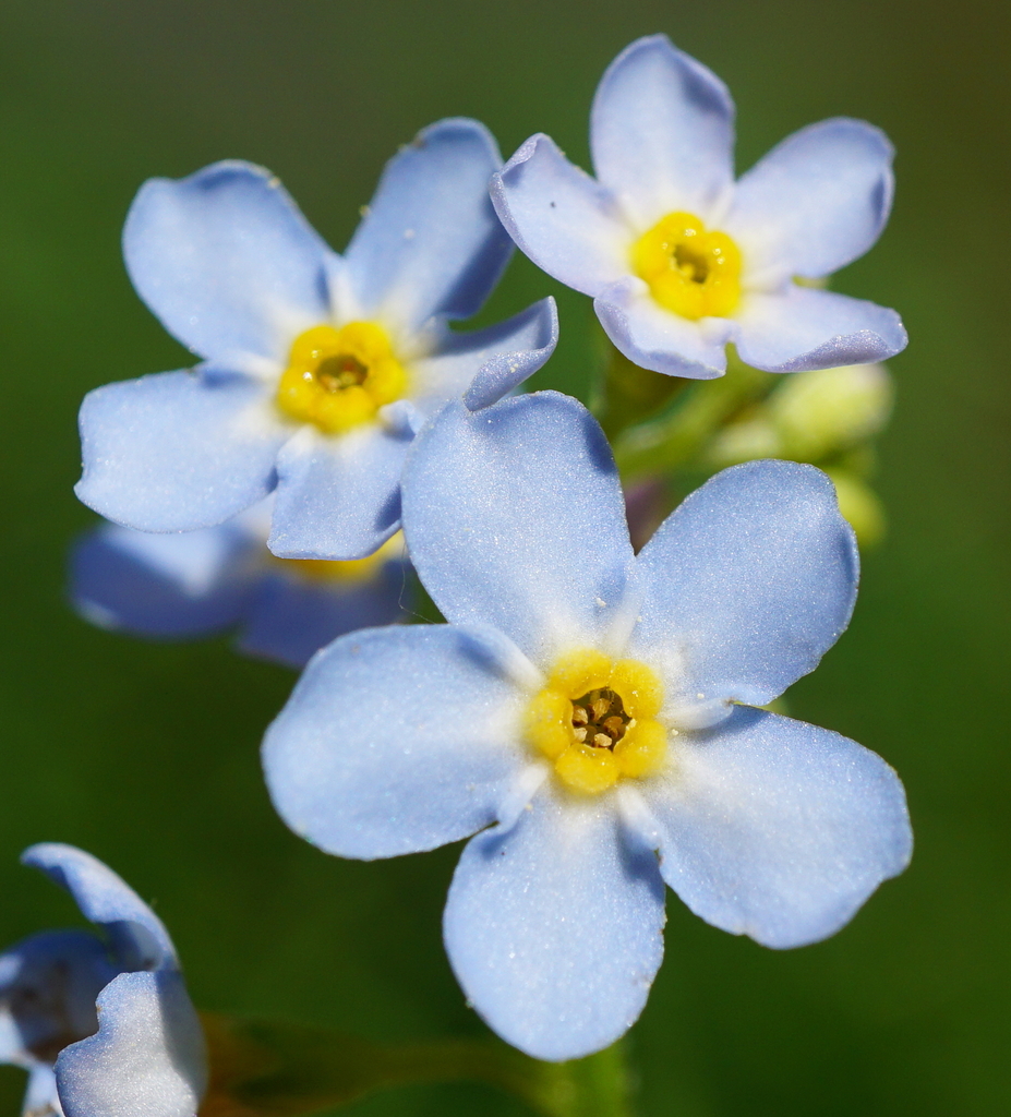 Myosotis scorpioides (Water forget-me-not), non-native California herb