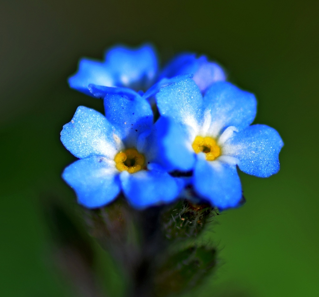 Myosotis sp. (Forget-me-not), non-native California perennial