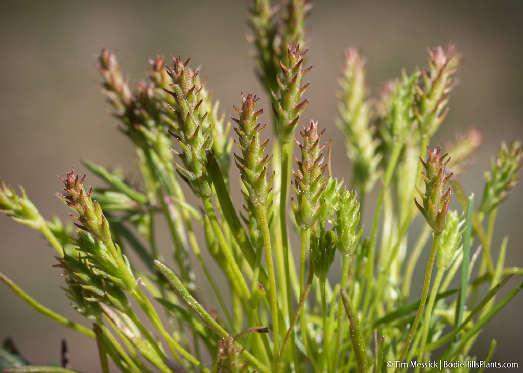 Myosurus apetalus (Bristly mousetail), native California herb