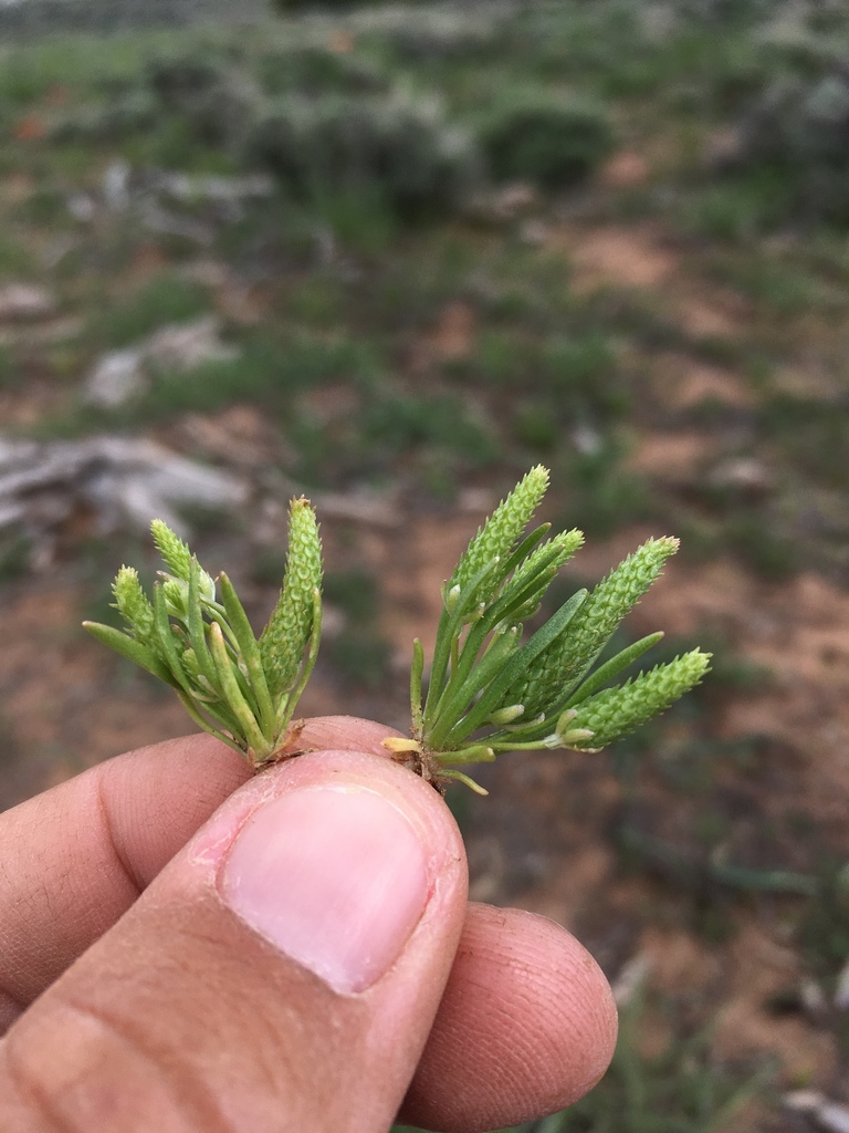 Myosurus cupulatus (Arizona mousetail), native California herb