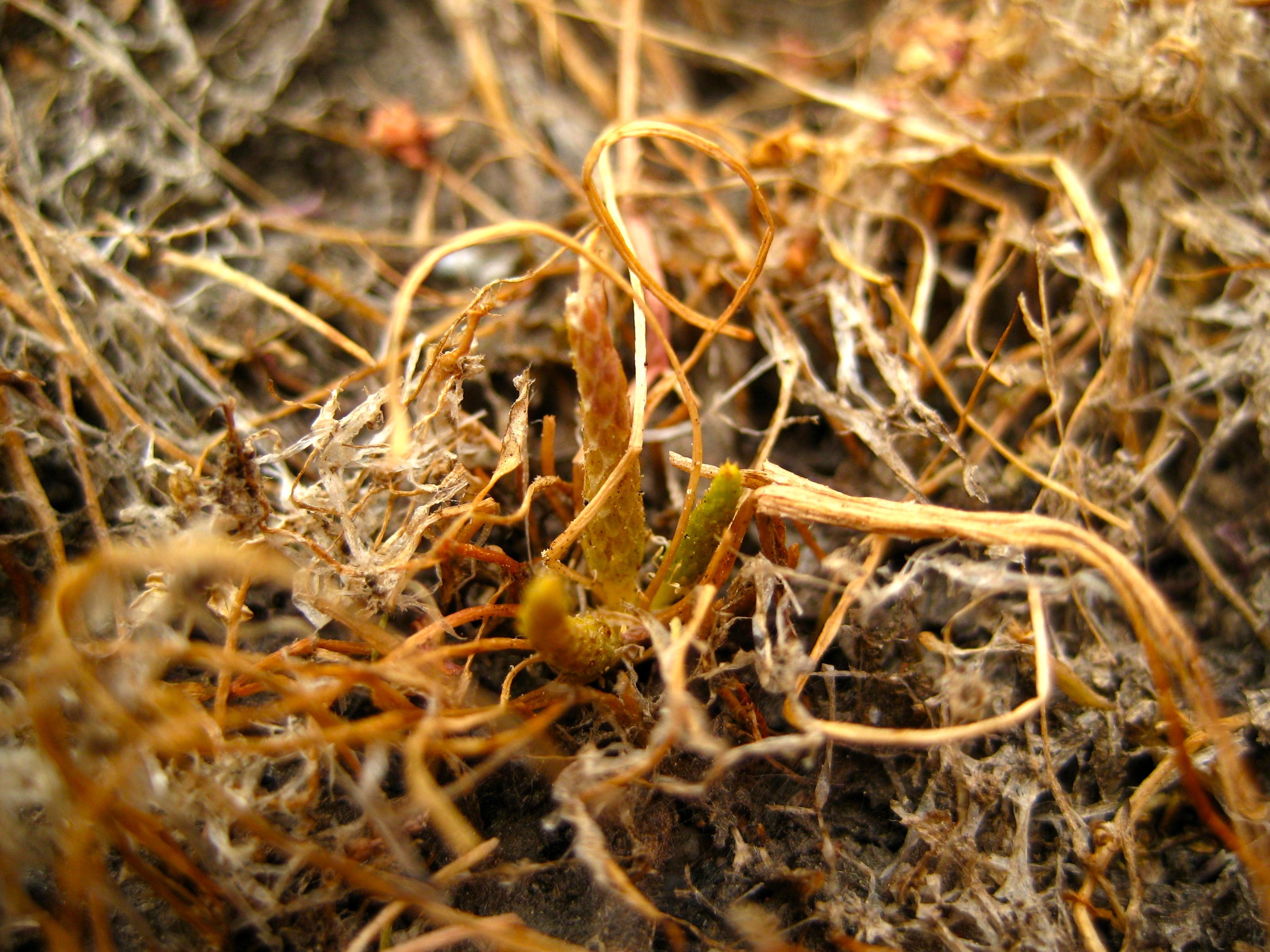 Myosurus minimus (Common mouse tail), native California herb