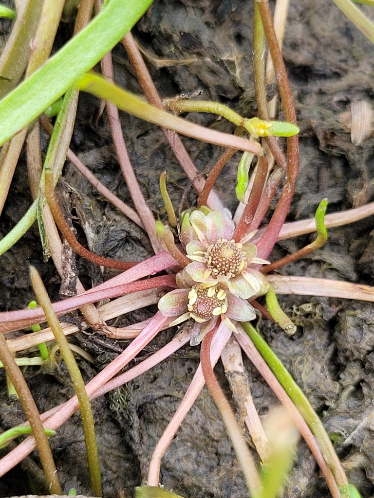 Myosurus sessilis (Tiny mouse tail), native California herb