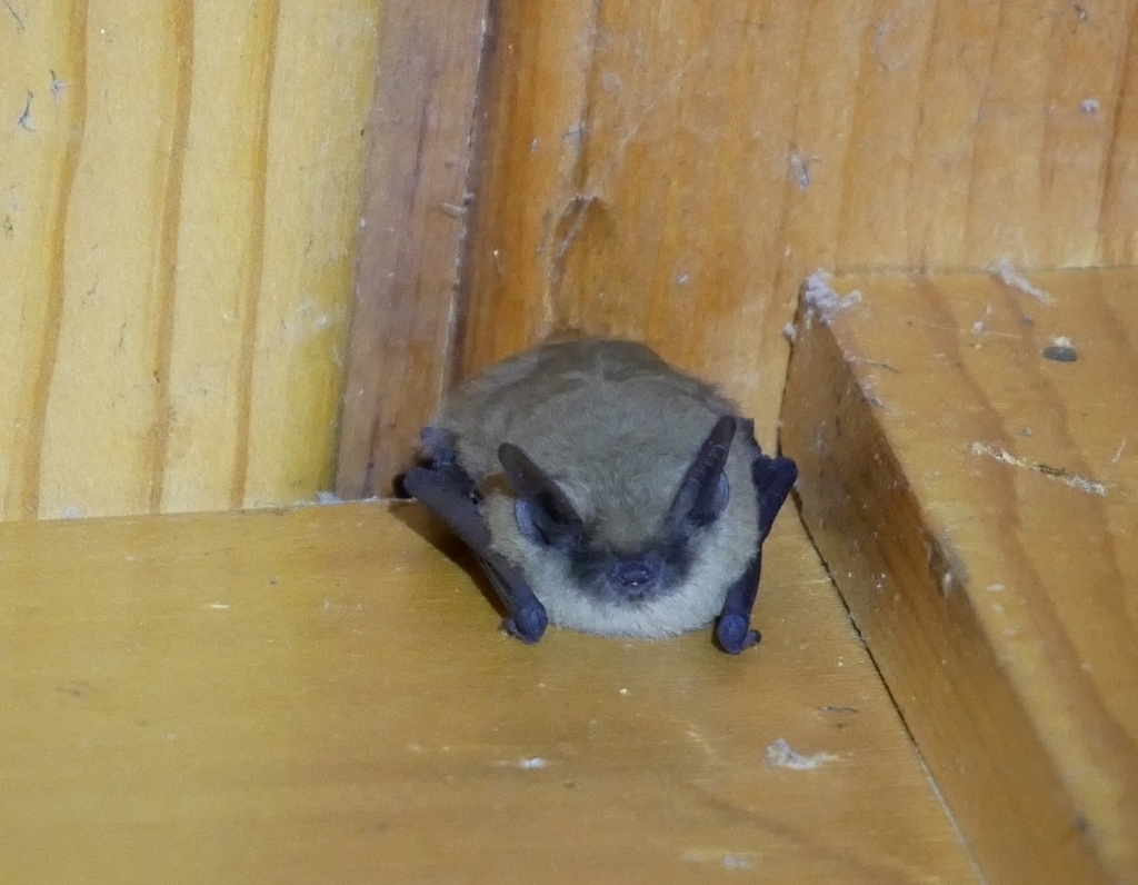Myotis californicus (California Myotis), California species