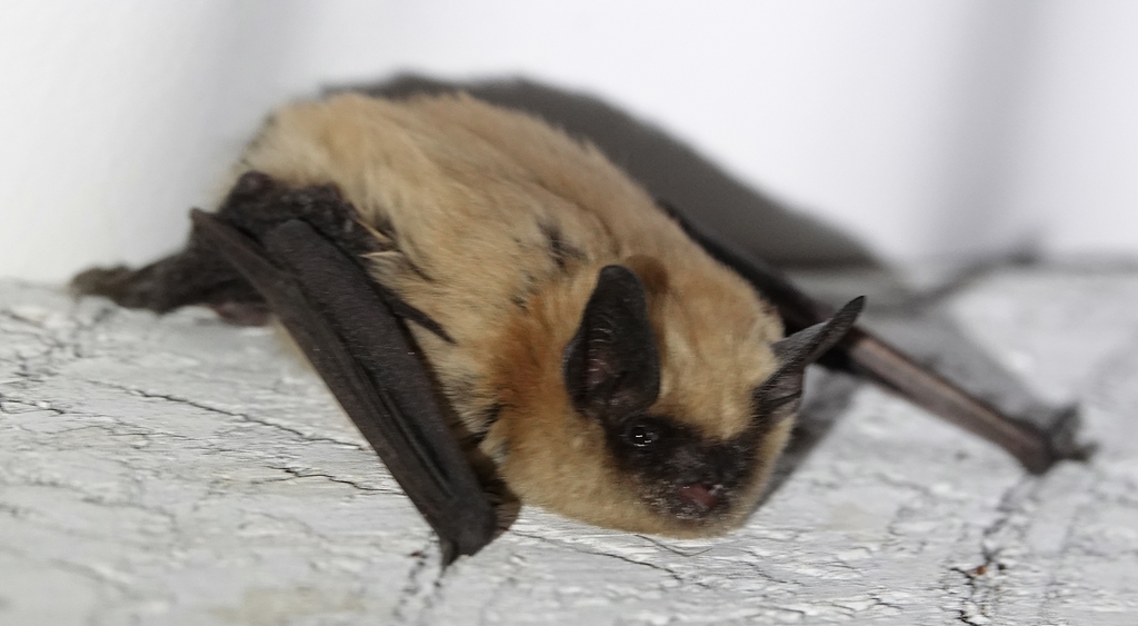 Myotis ciliolabrum (Small-footed Myotis), California species