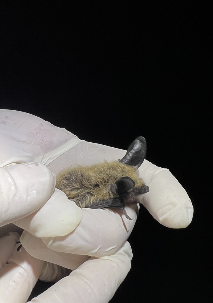 Myotis evotis (Long-eared Myotis), California species
