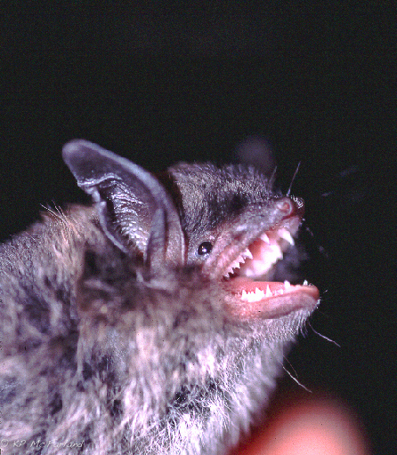 Myotis lucifugus (Arizona Myotis, Little Brown Bat), California species