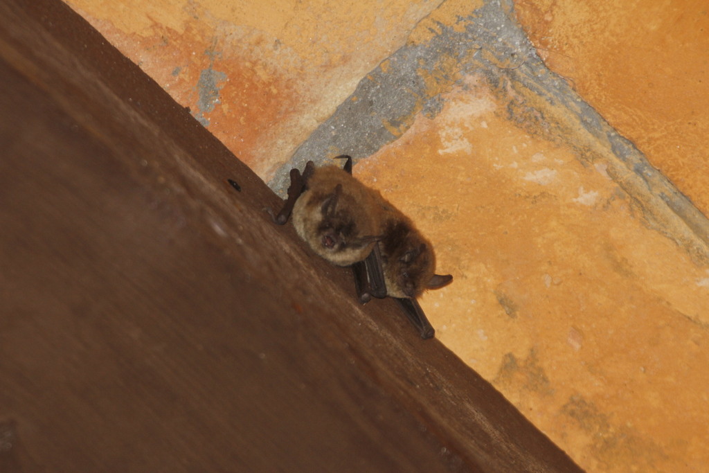 Myotis occultus (Arizona Myotis), California species