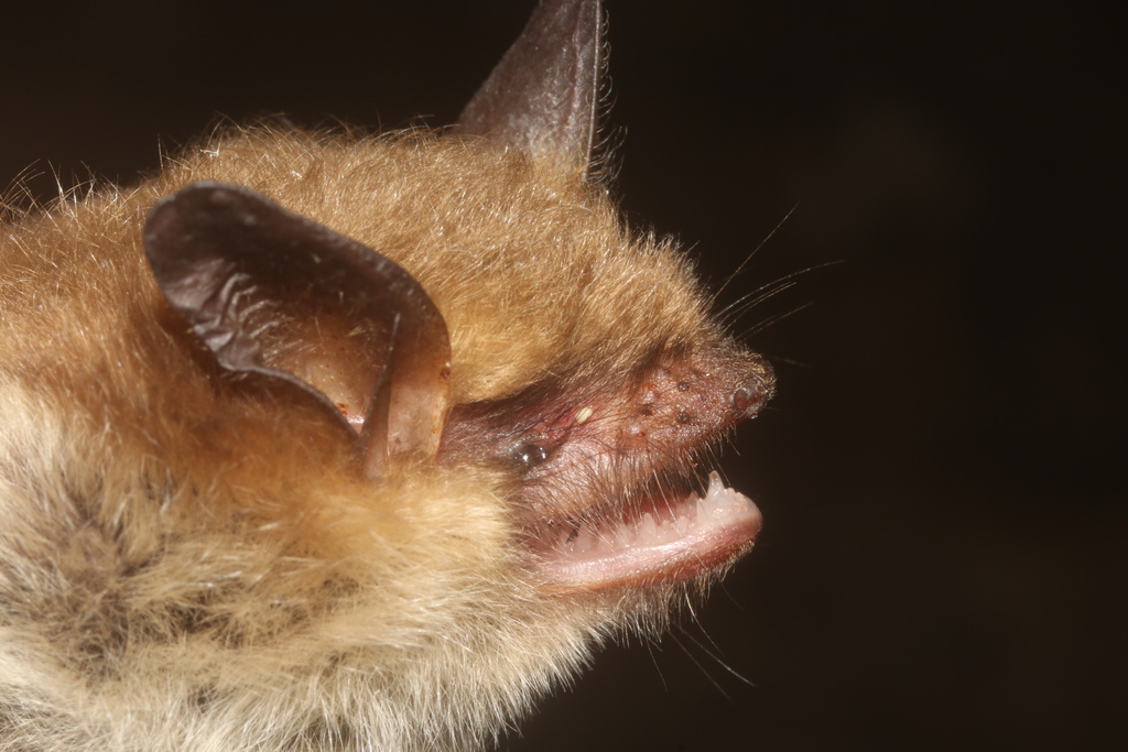 Myotis thysanodes (Fringed Myotis), California species