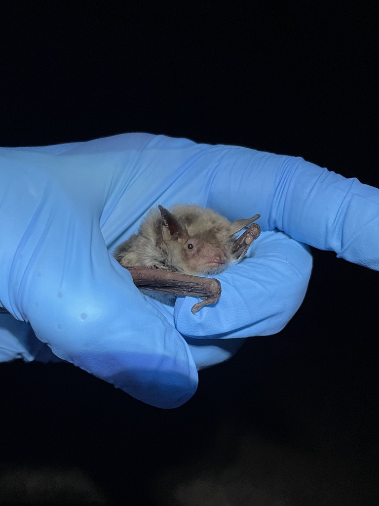 Myotis velifer (Cave Myotis), California species