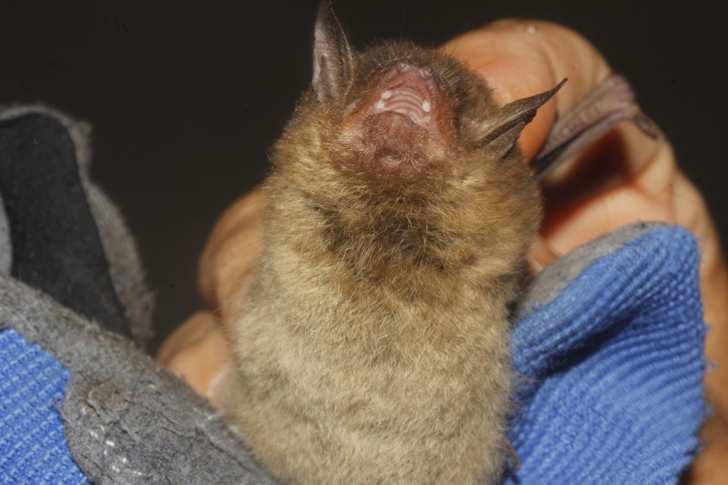 Myotis volans (Long-legged Myotis), California species