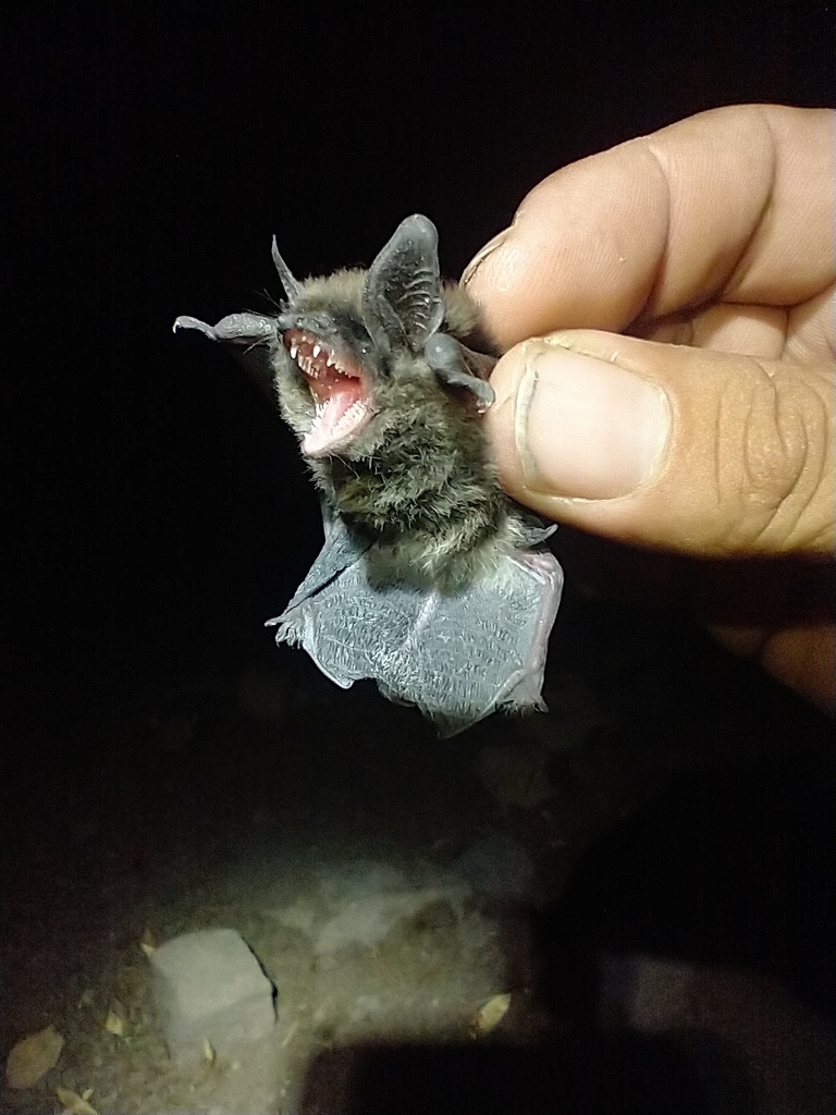 Myotis yumanensis (Yuma Myotis), California species