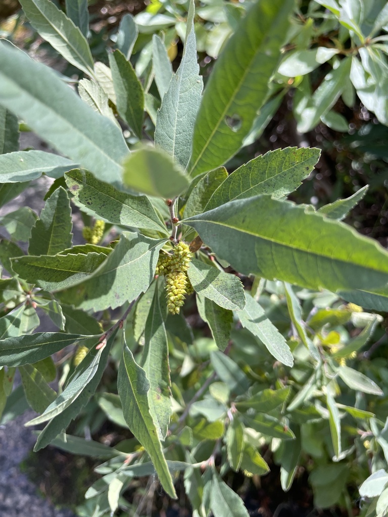 Myrica hartwegii (Sierra sweet bay), native California shrub
