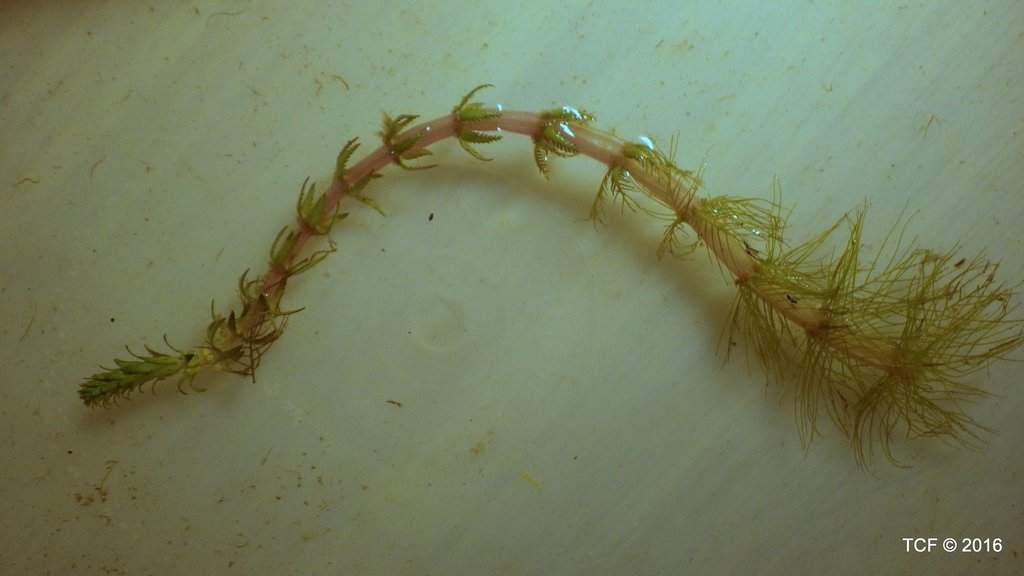 Myriophyllum hippuroides (Western water-milfoil), native California herb