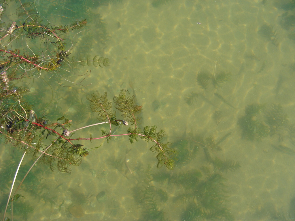 Myriophyllum sibiricum (Siberian water-milfoil), native California herb