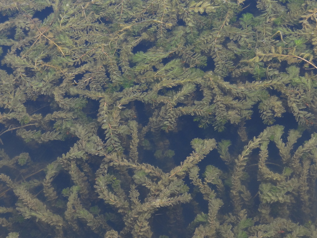 Myriophyllum spicatum (Eurasian water-milfoil), non-native California herb