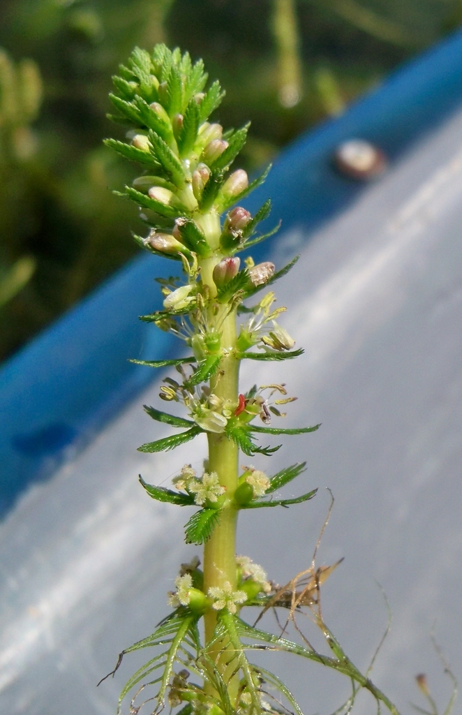Myriophyllum verticillatum (Whorled water-milfoil), native California herb